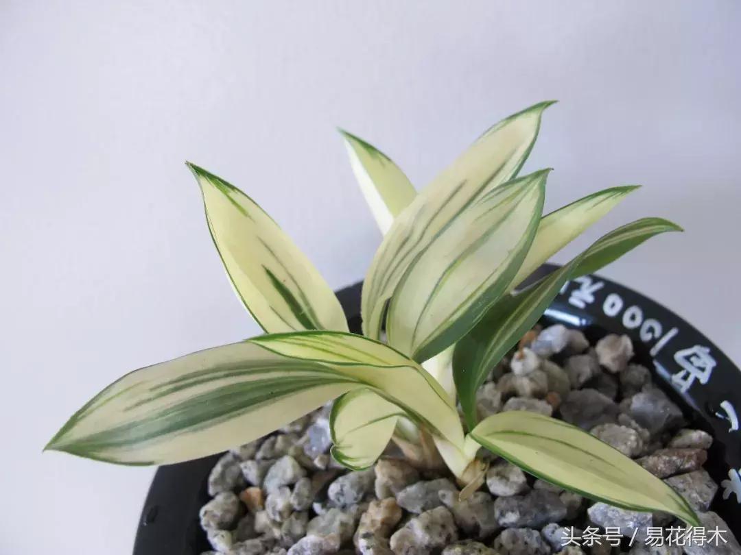 兔耳兰野生兰花什么时候开花,文山州兔耳兰展上的精品兰花