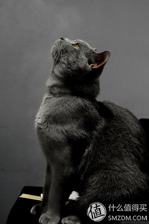 去除蟑螂等害虫的小妙招,小强虫子出现后怎样消灭