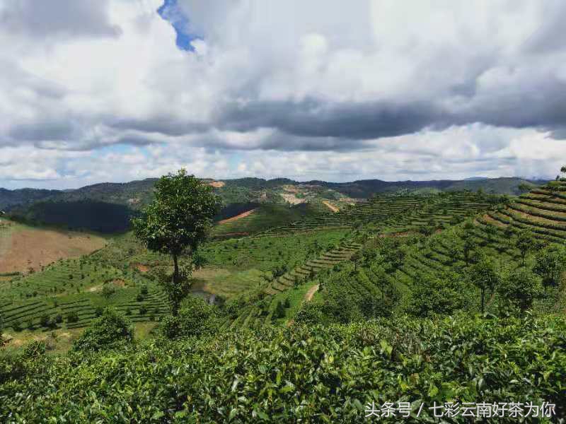 七彩云南经典茶,七彩云南普洱茶制作过程