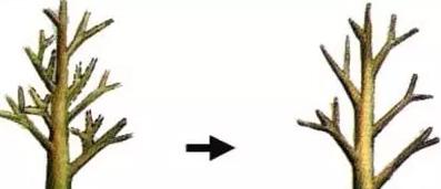 花儿除虫的妙招,花儿生虫用什么药