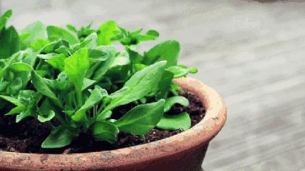 如何用塑料瓶做自动浇花神器,塑料瓶自动浇花神器