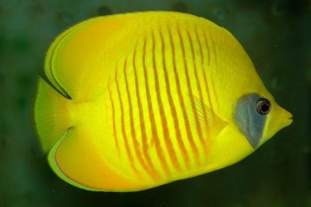 海洋海底小百科,海洋小百科海洋生物