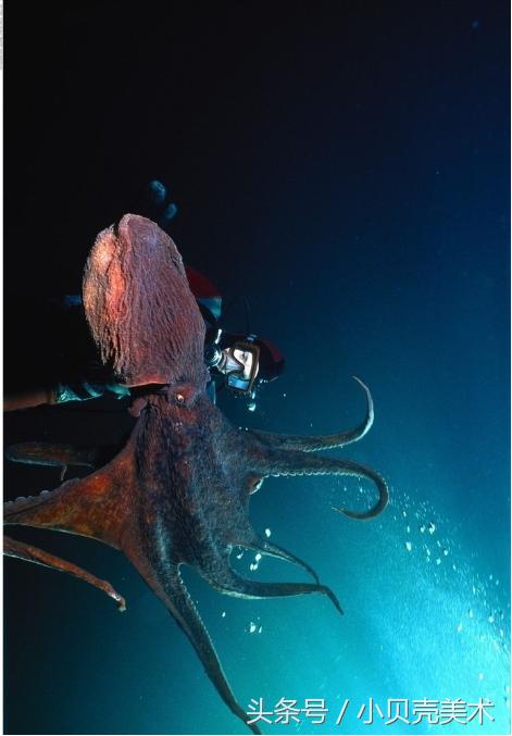 少儿创意美术《章鱼》，海底世界好神奇！