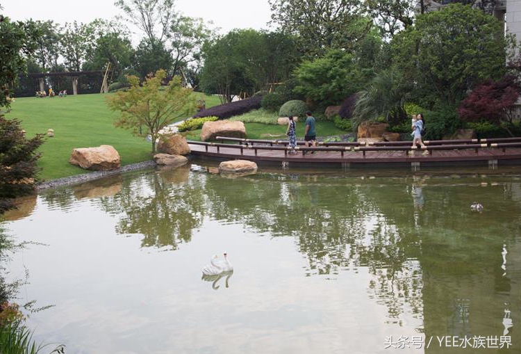 小池塘古法养鱼,古法养鱼小池塘