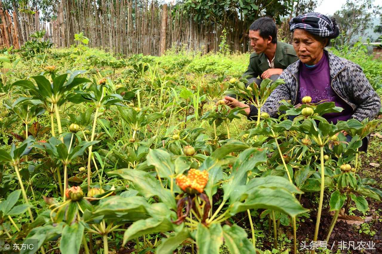 这种作物,一直稳定高价位,种家少货源少,有人说五年内供不应求