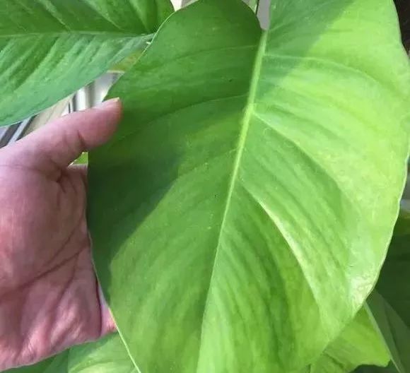 大绿萝要怎么养叶子才变大,大叶绿萝叶子小了怎样让它变大