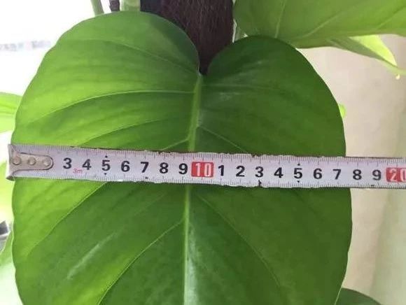 大绿萝要怎么养叶子才变大,大叶绿萝叶子小了怎样让它变大