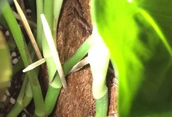 大绿萝要怎么养叶子才变大,大叶绿萝叶子小了怎样让它变大