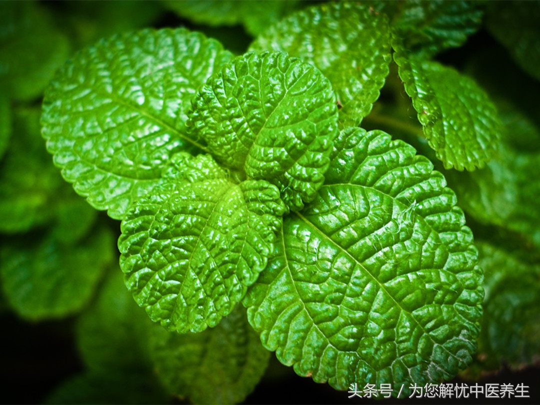 伤寒论治疗咳而少痰胸痛的方剂,专治肺炎胸痛的名方