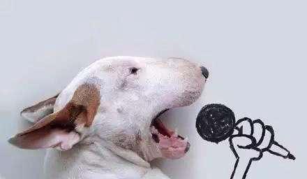 泰迪对主人吠叫,泰迪狗狗乱叫扰民怎么办