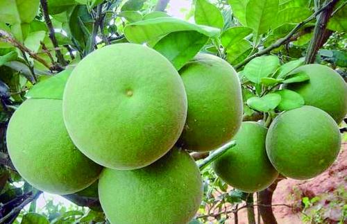 橘红和化橘红有什么区别图片,橘红和化橘红图片区别