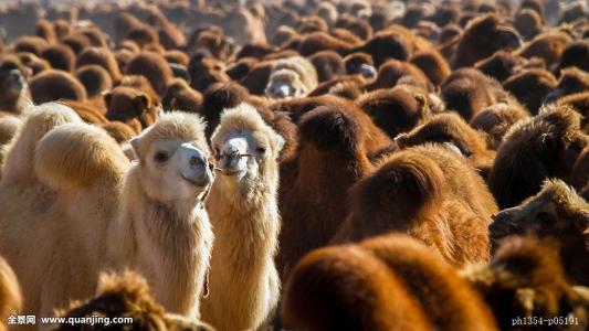 内蒙阿拉善肉苁蓉有限公司,阿拉善肉苁蓉100克一根