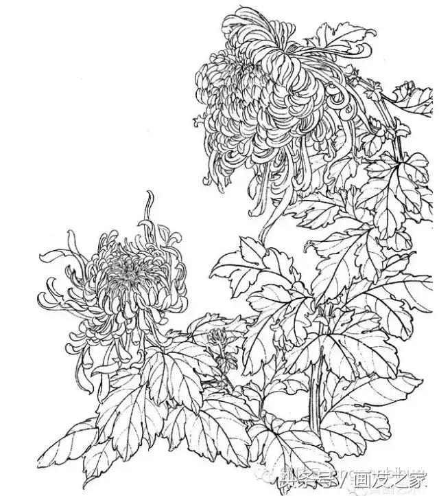 国画工笔菊花的画法视频,线描菊花画谱
