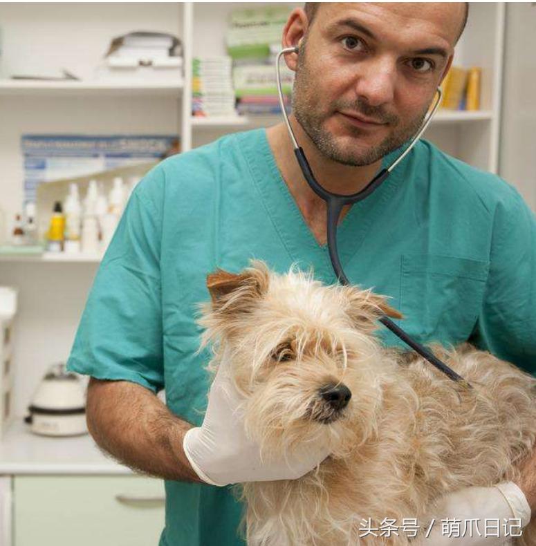 去宠物医院看病为什么这么贵,一般的宠物医院看病贵吗