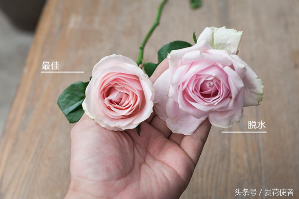 “七招”教你挑选一株完美的玫瑰花!