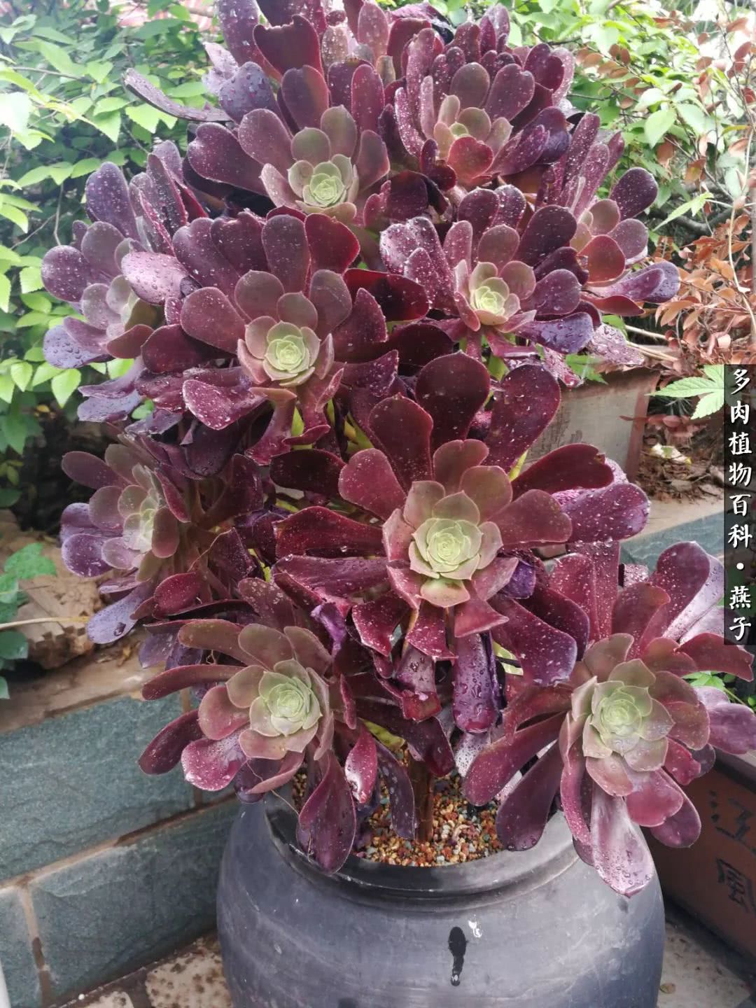 多肉法师什么季节摘心最好,多肉法师全锦好吗