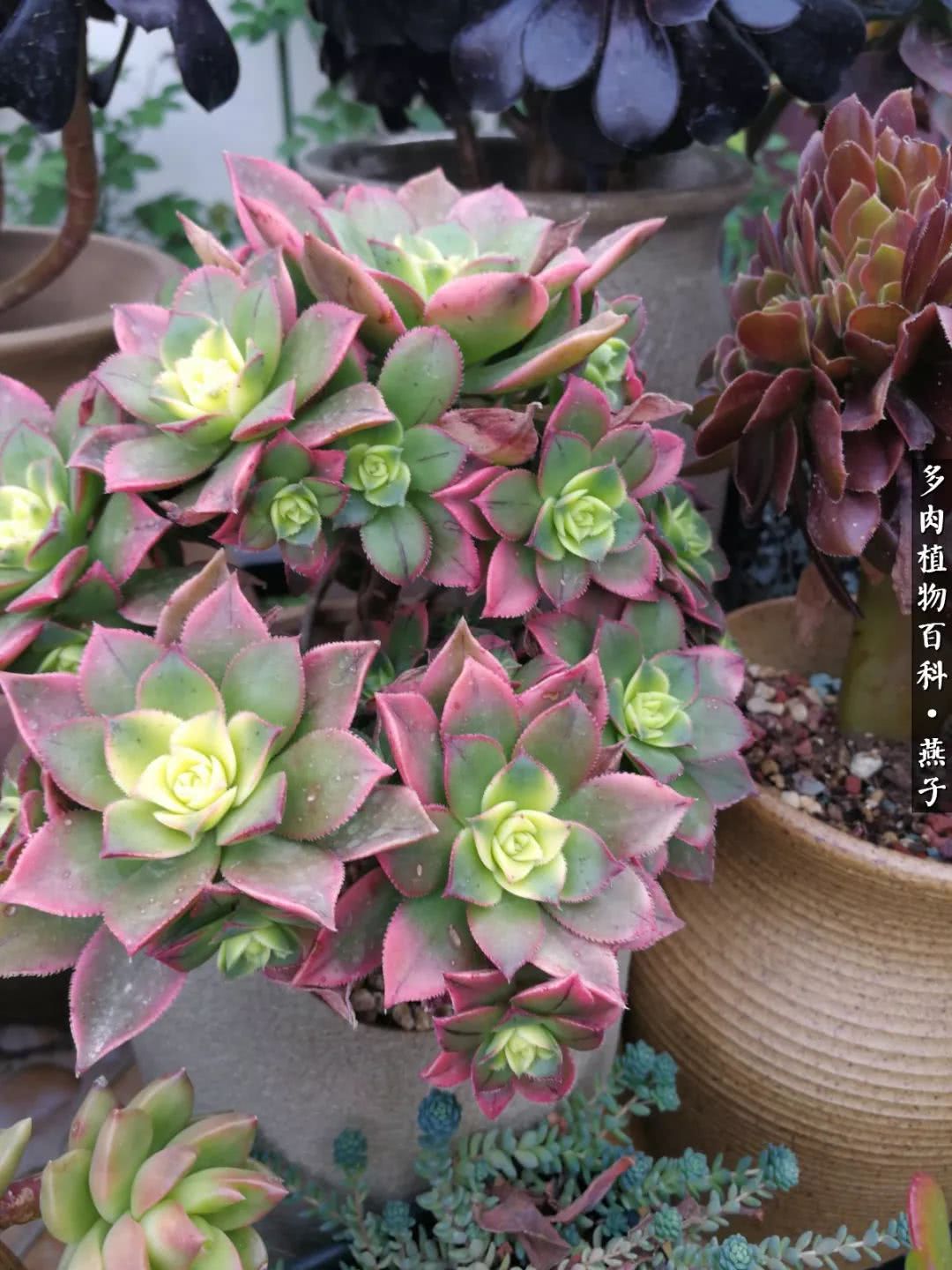 多肉法师什么季节摘心最好,多肉法师全锦好吗