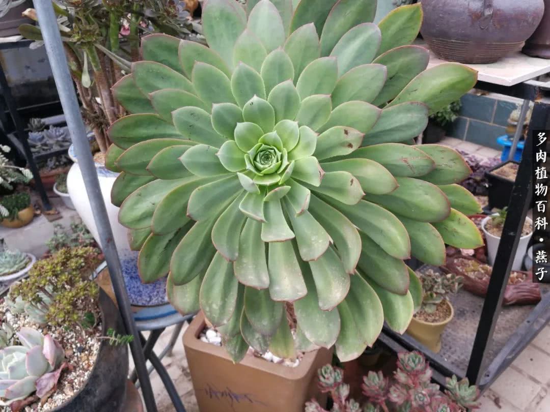 多肉法师什么季节摘心最好,多肉法师全锦好吗