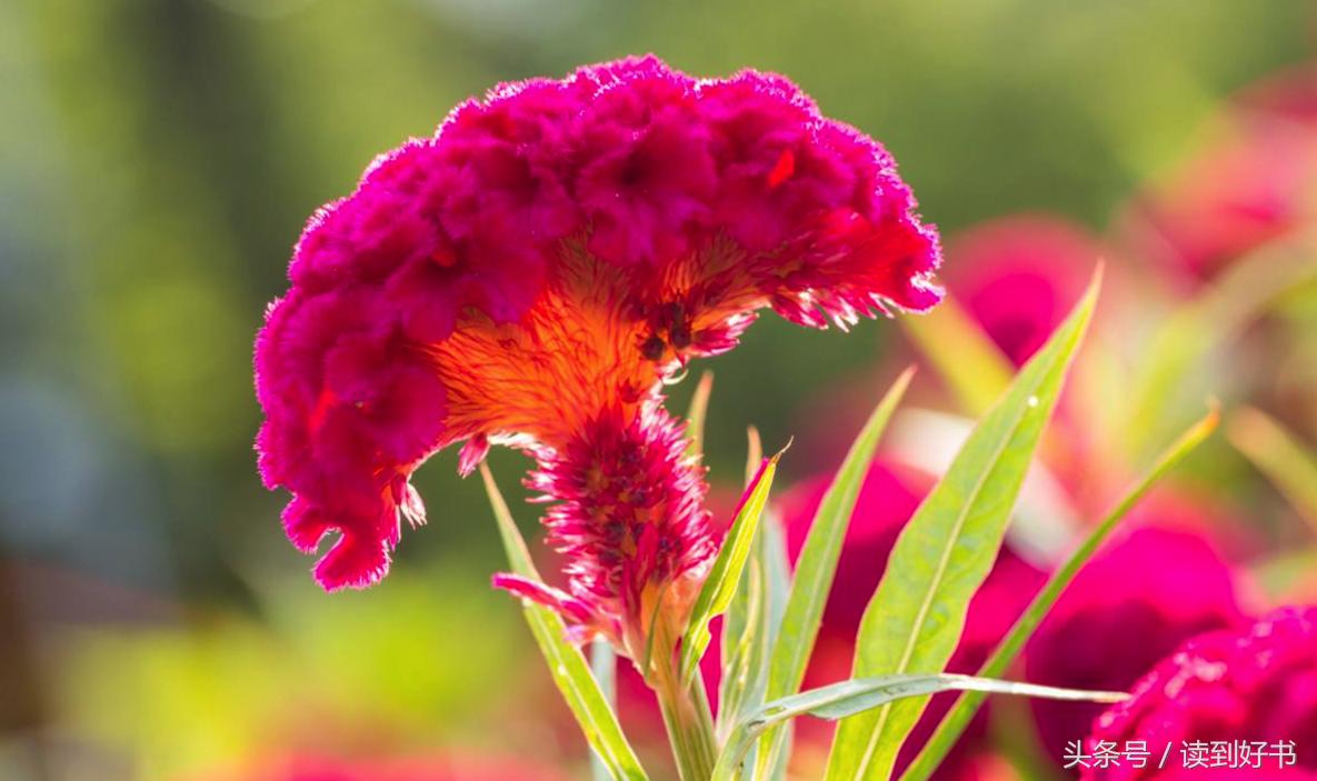 各种花的寓意及花语代表爱,黄玫瑰代表着哪些花语和寓意