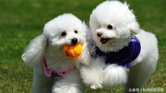 最聪明的狗狗排行榜哈士奇,世界上最聪明的狗狗是谁养的