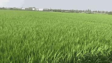 豆浆牛奶苹果汁的营养,适合春天喝的营养豆浆