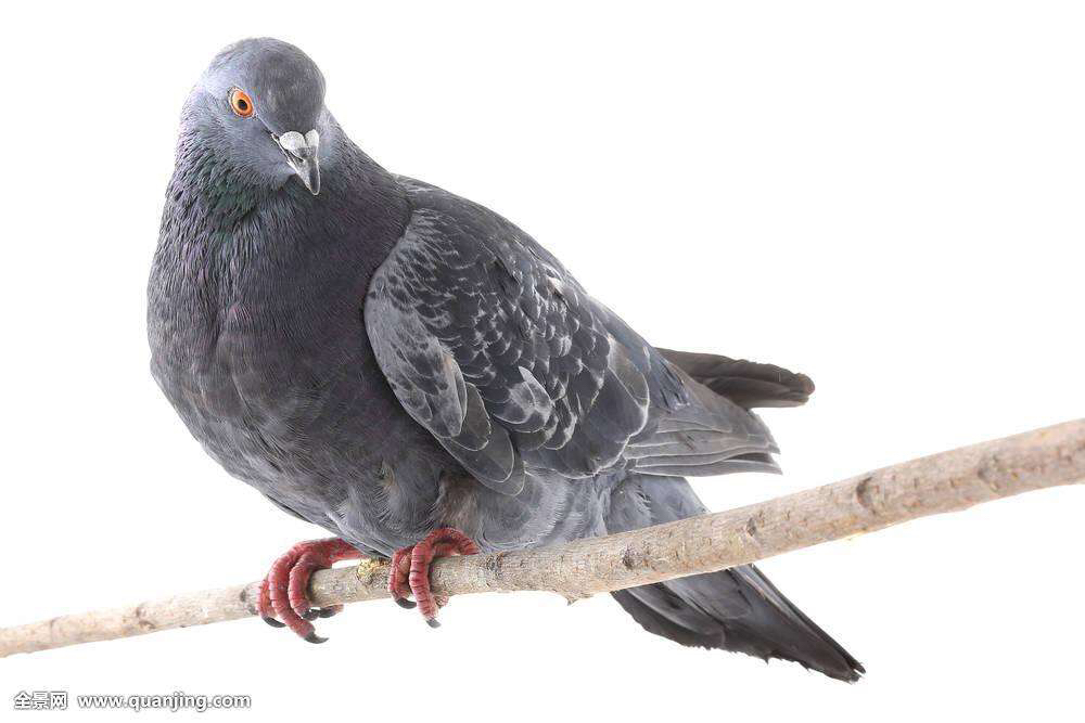 中药材鸽子炖汤的做法,中药材鸽宝