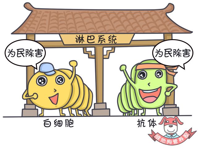 足贴减肥可信吗,足贴祛湿减肥靠谱吗