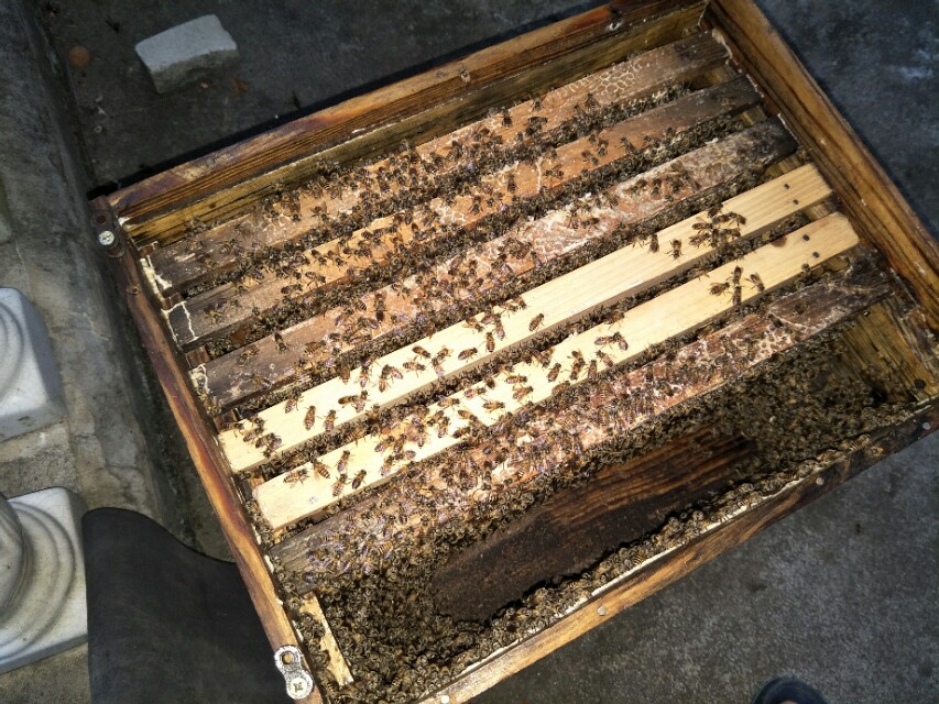 养蜂人养蜜蜂的绝招,养蜜蜂技术全套