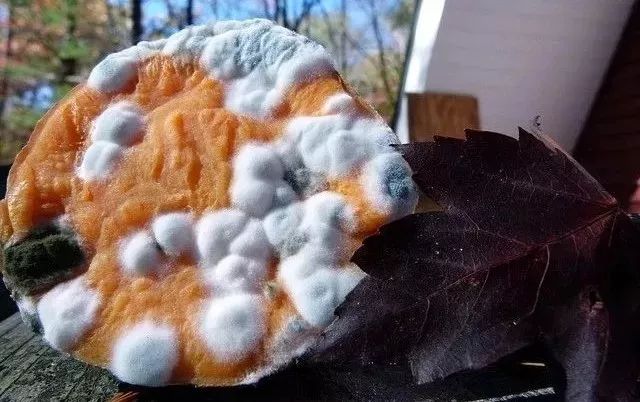 发霉食物伤肾、致癌，去掉坏的还能吃？