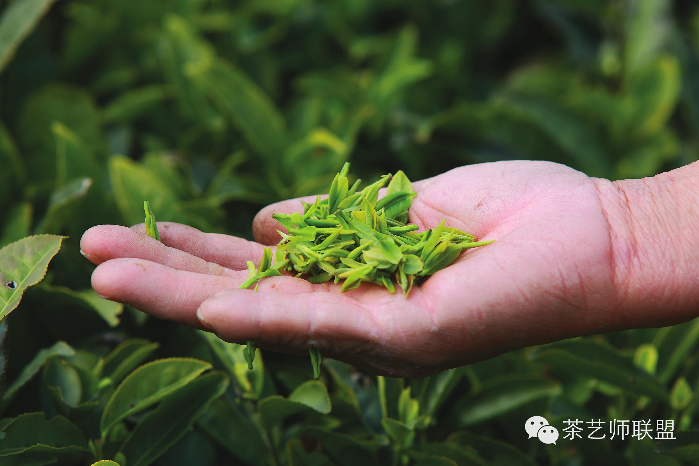 这样的茶叶你敢喝吗,这么好的茶叶你敢喝吗