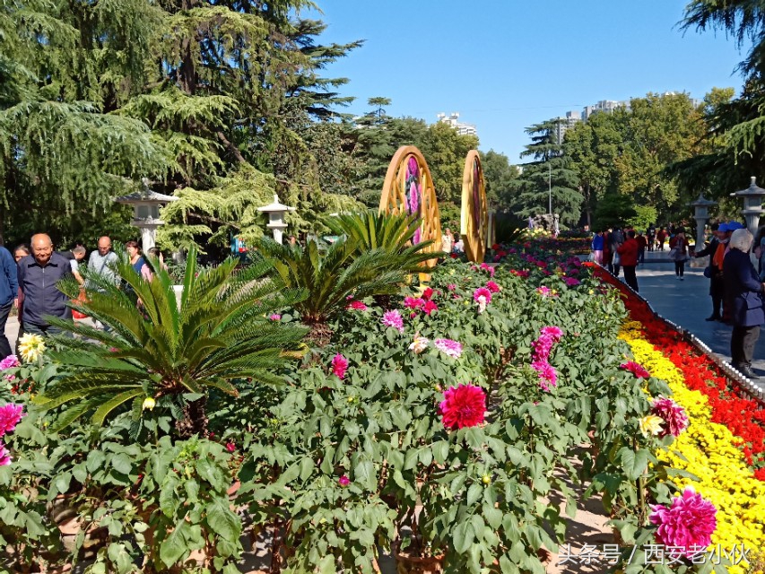 西安兴庆公园合唱团直播,西安兴庆公园歌手