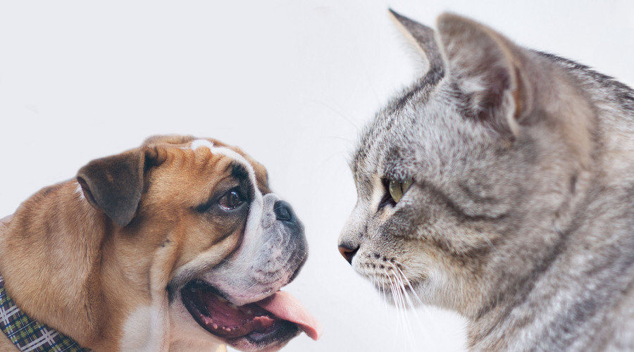 孕妇养宠物得弓形虫几率是多少,备孕养宠物检查弓形虫