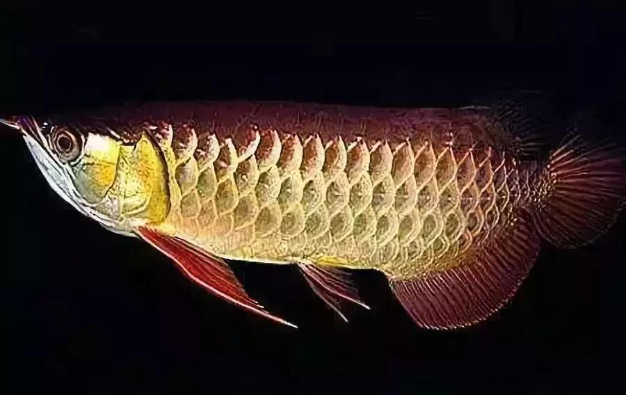 龙鱼怎么鉴别,龙鱼的特征都有哪些