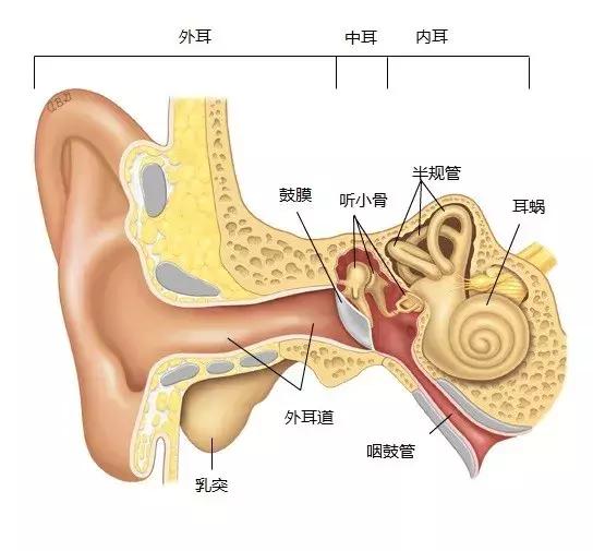 儿童洗澡耳朵进水会导致中耳炎吗,耳朵进水引起中耳炎引起耳鸣