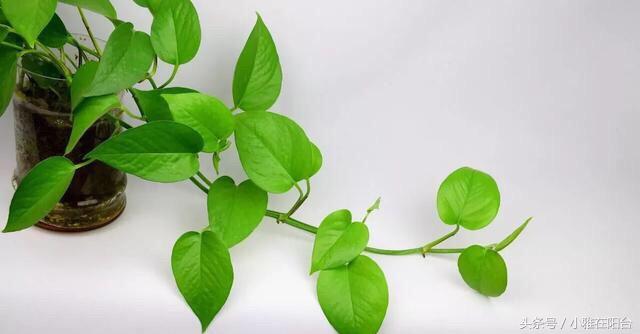 养绿萝怎么多伸头,绿萝分叉太多可以修剪吗