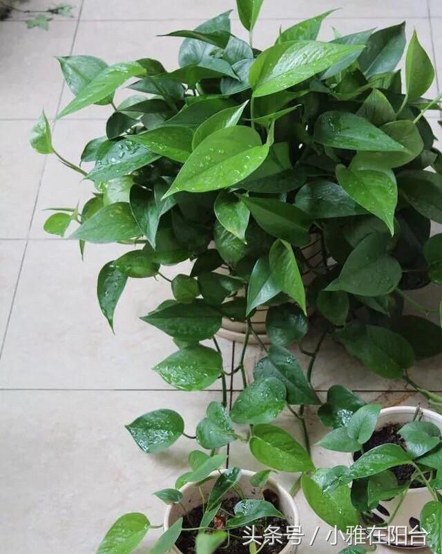 养绿萝怎么多伸头,绿萝分叉太多可以修剪吗