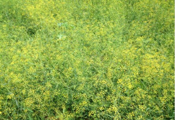 基本农田可以小麦套种药材吗,小麦地冬季套种中药