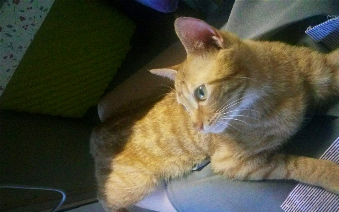 橘猫濒死前遇到善良学生，“偷渡”进寝室后，共同努力下救活猫咪