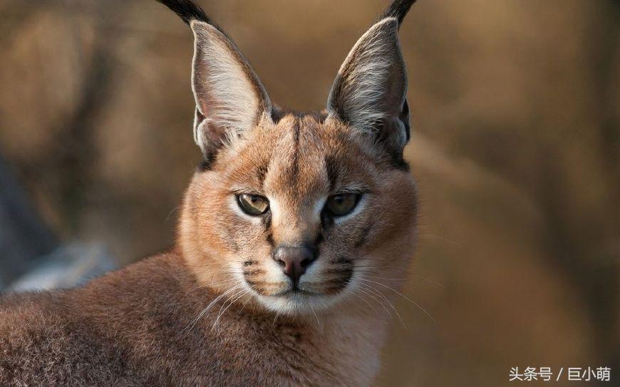 猫女和黑寡妇谁厉害,猫界天花板三大最强战力