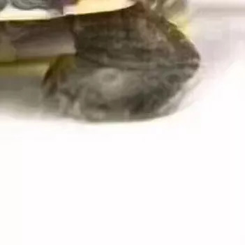 朋友圈九宫格空白补图恶搞,抖音超火九宫格配图