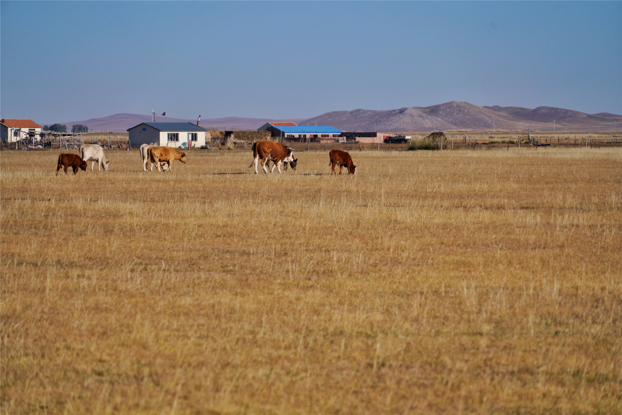 锡林郭勒大草原冬天旅游攻略,锡林郭勒大草原旅游攻略全部