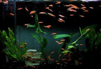 鱼缸外壁有水碱痕迹清洗方法,清洗鱼缸青苔的妙招