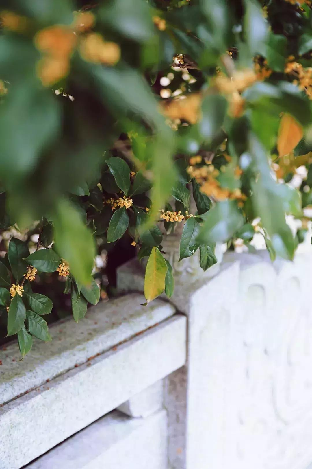 赏桂好去处,金秋赏桂好去处