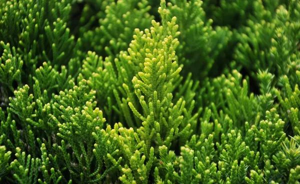 植物叶片黄化病怎么治疗,龙柏病害