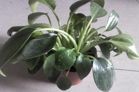 如何让金钻叶子直立,金钻怎么养叶片不耷拉