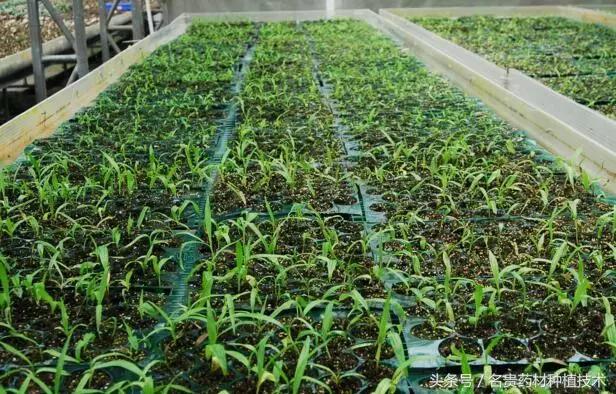 种植白芨能发家致富,野生白芨怎样种植成活率高