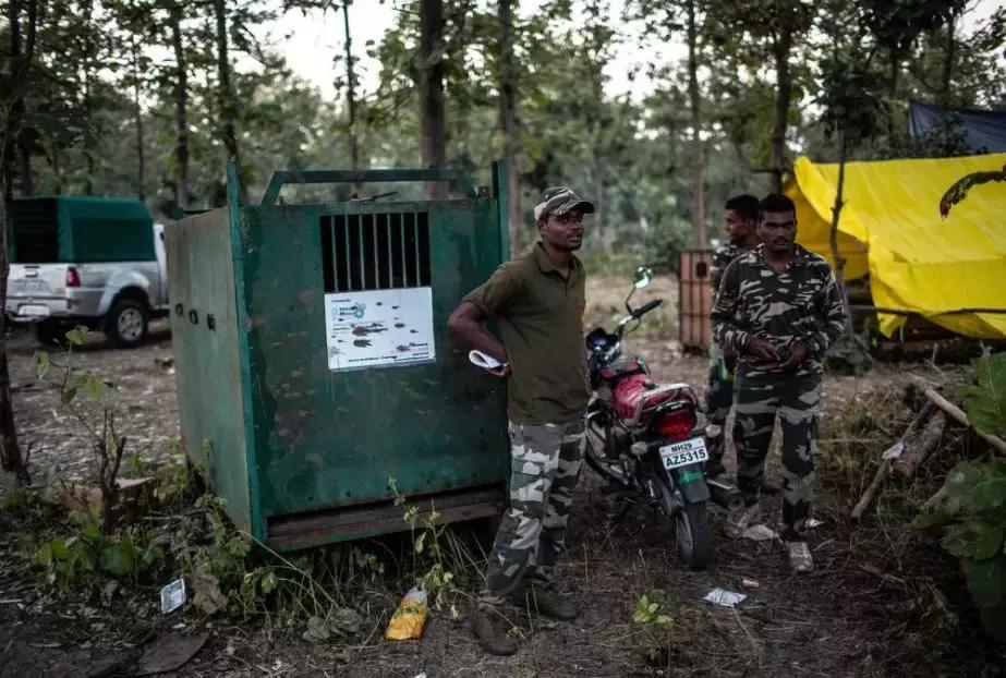 致死十余人!悍虎食人成患民兵无奈使出绝招:CK男士香水