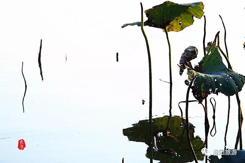 淮阳龙湖荷花盛景照片及描写,淮阳龙湖荷塘