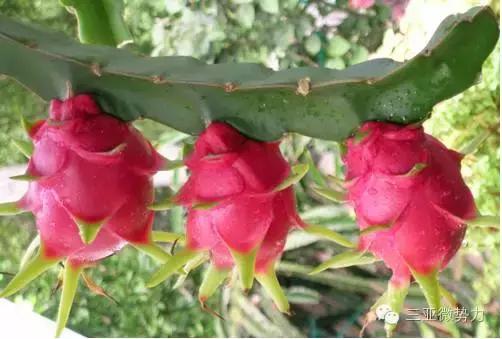 海南人最喜欢吃的食物,海南人吃最多的是什么