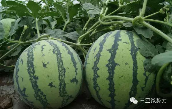 海南人最喜欢吃的食物,海南人吃最多的是什么